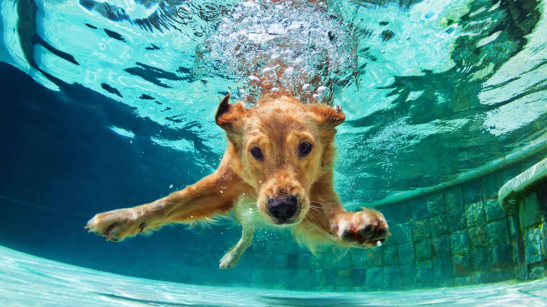 pool chemicals and dog's coat